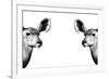 Safari Profile Collection - Antelopes Impalas Face to Face White Edition II-Philippe Hugonnard-Framed Photographic Print