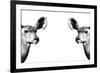 Safari Profile Collection - Antelopes Impalas Face to Face White Edition II-Philippe Hugonnard-Framed Photographic Print