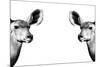 Safari Profile Collection - Antelopes Impalas Face to Face White Edition II-Philippe Hugonnard-Mounted Photographic Print