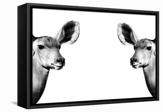 Safari Profile Collection - Antelopes Impalas Face to Face White Edition II-Philippe Hugonnard-Framed Stretched Canvas
