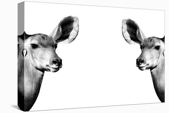 Safari Profile Collection - Antelopes Impalas Face to Face White Edition II-Philippe Hugonnard-Stretched Canvas