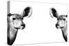 Safari Profile Collection - Antelopes Impalas Face to Face White Edition II-Philippe Hugonnard-Stretched Canvas