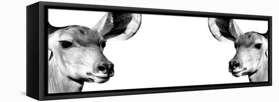 Safari Profile Collection - Antelopes Impalas Face to Face White Edition IV-Philippe Hugonnard-Framed Stretched Canvas