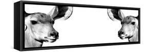Safari Profile Collection - Antelopes Impalas Face to Face White Edition IV-Philippe Hugonnard-Framed Stretched Canvas