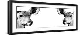 Safari Profile Collection - Antelopes Impalas Face to Face White Edition IV-Philippe Hugonnard-Framed Photographic Print