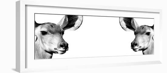 Safari Profile Collection - Antelopes Impalas Face to Face White Edition IV-Philippe Hugonnard-Framed Photographic Print