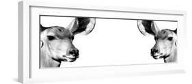 Safari Profile Collection - Antelopes Impalas Face to Face White Edition IV-Philippe Hugonnard-Framed Photographic Print