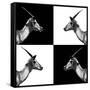 Safari Profile Collection - Antelopes Impalas II-Philippe Hugonnard-Framed Stretched Canvas