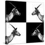 Safari Profile Collection - Antelopes Impalas II-Philippe Hugonnard-Stretched Canvas