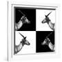 Safari Profile Collection - Antelopes Impalas II-Philippe Hugonnard-Framed Photographic Print