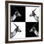 Safari Profile Collection - Antelopes Impalas II-Philippe Hugonnard-Framed Photographic Print