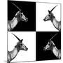 Safari Profile Collection - Antelopes Impalas II-Philippe Hugonnard-Mounted Photographic Print