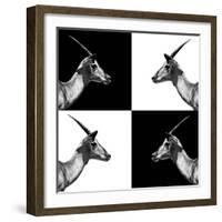 Safari Profile Collection - Antelopes Impalas II-Philippe Hugonnard-Framed Photographic Print