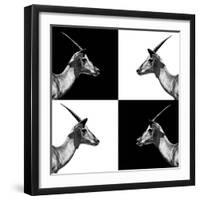 Safari Profile Collection - Antelopes Impalas II-Philippe Hugonnard-Framed Photographic Print