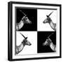 Safari Profile Collection - Antelopes Impalas II-Philippe Hugonnard-Framed Photographic Print