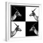 Safari Profile Collection - Antelopes Impalas II-Philippe Hugonnard-Framed Photographic Print