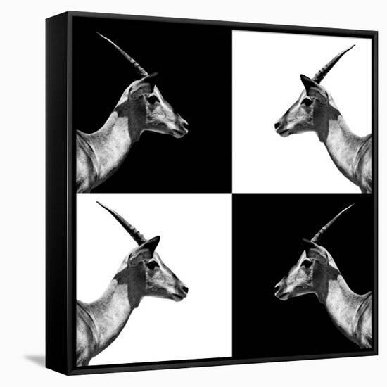 Safari Profile Collection - Antelopes Impalas II-Philippe Hugonnard-Framed Stretched Canvas