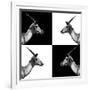 Safari Profile Collection - Antelopes Impalas II-Philippe Hugonnard-Framed Photographic Print