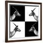 Safari Profile Collection - Antelopes Impalas II-Philippe Hugonnard-Framed Photographic Print