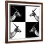 Safari Profile Collection - Antelopes Impalas II-Philippe Hugonnard-Framed Photographic Print