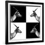 Safari Profile Collection - Antelopes Impalas II-Philippe Hugonnard-Framed Photographic Print