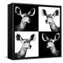 Safari Profile Collection - Antelopes Impalas Portraits II-Philippe Hugonnard-Framed Stretched Canvas