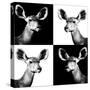 Safari Profile Collection - Antelopes Impalas Portraits II-Philippe Hugonnard-Stretched Canvas