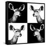 Safari Profile Collection - Antelopes Impalas Portraits II-Philippe Hugonnard-Framed Stretched Canvas