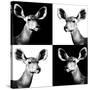 Safari Profile Collection - Antelopes Impalas Portraits II-Philippe Hugonnard-Stretched Canvas