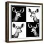 Safari Profile Collection - Antelopes Impalas Portraits II-Philippe Hugonnard-Framed Photographic Print