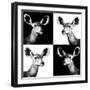 Safari Profile Collection - Antelopes Impalas Portraits II-Philippe Hugonnard-Framed Photographic Print