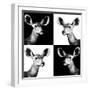 Safari Profile Collection - Antelopes Impalas Portraits II-Philippe Hugonnard-Framed Photographic Print