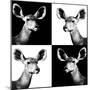 Safari Profile Collection - Antelopes Impalas Portraits II-Philippe Hugonnard-Mounted Photographic Print