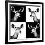 Safari Profile Collection - Antelopes Impalas Portraits II-Philippe Hugonnard-Framed Photographic Print