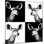 Safari Profile Collection - Antelopes Impalas Portraits II-Philippe Hugonnard-Mounted Photographic Print