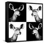Safari Profile Collection - Antelopes Impalas Portraits II-Philippe Hugonnard-Framed Stretched Canvas