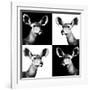 Safari Profile Collection - Antelopes Impalas Portraits II-Philippe Hugonnard-Framed Photographic Print