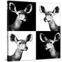 Safari Profile Collection - Antelopes Impalas Portraits II-Philippe Hugonnard-Stretched Canvas