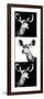 Safari Profile Collection - Antelopes Impalas Portraits III-Philippe Hugonnard-Framed Photographic Print