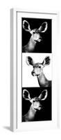 Safari Profile Collection - Antelopes Impalas Portraits III-Philippe Hugonnard-Framed Photographic Print
