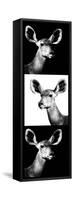 Safari Profile Collection - Antelopes Impalas Portraits III-Philippe Hugonnard-Framed Stretched Canvas