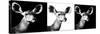 Safari Profile Collection - Antelopes Impalas Portraits IV-Philippe Hugonnard-Stretched Canvas