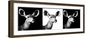 Safari Profile Collection - Antelopes Impalas Portraits IV-Philippe Hugonnard-Framed Photographic Print