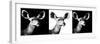 Safari Profile Collection - Antelopes Impalas Portraits IV-Philippe Hugonnard-Framed Photographic Print