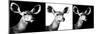 Safari Profile Collection - Antelopes Impalas Portraits IV-Philippe Hugonnard-Mounted Photographic Print