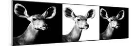 Safari Profile Collection - Antelopes Impalas Portraits IV-Philippe Hugonnard-Mounted Photographic Print