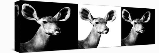 Safari Profile Collection - Antelopes Impalas Portraits IV-Philippe Hugonnard-Stretched Canvas