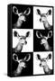 Safari Profile Collection - Antelopes Impalas Portraits-Philippe Hugonnard-Framed Stretched Canvas