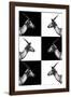 Safari Profile Collection - Antelopes Impalas-Philippe Hugonnard-Framed Photographic Print