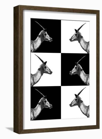 Safari Profile Collection - Antelopes Impalas-Philippe Hugonnard-Framed Photographic Print